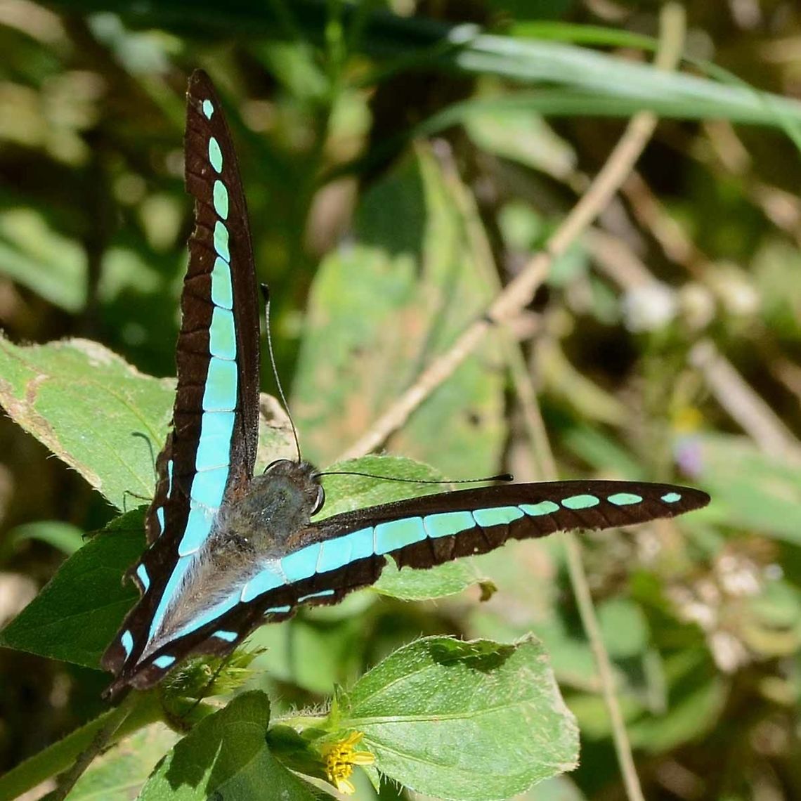 Graphium Sarpedon Luctatius - common Bluebottle Location is Bandung, West Java, Indonesia. Alongside a stream and paddy fields.<br />
<figure class="photo"><a href="https://www.jungledragon.com/image/38867/graphium_sarpedon_luctatius_-_common_bluebottle.html" title="Graphium Sarpedon Luctatius - common Bluebottle"><img src="https://s3.amazonaws.com/media.jungledragon.com/images/2784/38867_thumb.jpg?AWSAccessKeyId=05GMT0V3GWVNE7GGM1R2&Expires=1759968010&Signature=AqMSjDiw3SMs%2BoXMeXtjc35wX68%3D" width="200" height="150" alt="Graphium Sarpedon Luctatius - common Bluebottle Like the common Blue Jay, this is a monstrously difficult butterfly to photograph. They prefer to fly the high canopy, rarely coming down low enough for camera access. Another gorgeous butterfly that I feel fortunate to find locally.<br />
<br />
Location is Bandung, West Java, Indonesia. Alongside a stream and paddy fields.<br />
http://www.jungledragon.com/image/38868/bf_blue_5082.html<br />
http://www.jungledragon.com/image/38870/bf_birdwing_blue_6158.html<br />
http://www.jungledragon.com/image/38869/bf_blue_triangle_8717.html Bandung,Common Bluebottle,Fall,Geotagged,Graphium sarpedon,Indonesia,Java,West Java,common bluebottle,papilion,papilionidae" /></a></figure> Bandung,Common Bluebottle,Geotagged,Graphium sarpedon,Indonesia,Java,West Java,Winter,common bluebottle,papilion,papilionidae