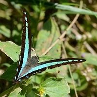 Graphium Sarpedon Luctatius - common Bluebottle Location is Bandung, West Java, Indonesia. Alongside a stream and paddy fields.<br />
http://www.jungledragon.com/image/38867/bf_bluebottle_2138.html Bandung,Common Bluebottle,Geotagged,Graphium sarpedon,Indonesia,Java,West Java,Winter,common bluebottle,papilion,papilionidae