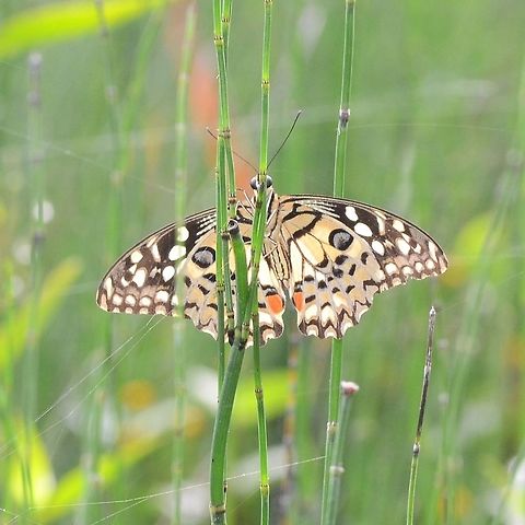 Papilio Demoleus - Common Lime Location is Bandung, West Java, Indonesia. Alongside a stream and paddy fields.
http://www.jungledragon.com/image/38887/bf_red_spot_3307.html Bandung,Common Lime Butterfly,Geotagged,Indonesia,Java,Papilio demoleus,Summer,West Java,butterfly,common lime,pap,papilion,papilionidae