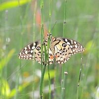 Papilio Demoleus - Common Lime Location is Bandung, West Java, Indonesia. Alongside a stream and paddy fields.<br />
http://www.jungledragon.com/image/38887/bf_red_spot_3307.html Bandung,Common Lime Butterfly,Geotagged,Indonesia,Java,Papilio demoleus,Summer,West Java,butterfly,common lime,pap,papilion,papilionidae