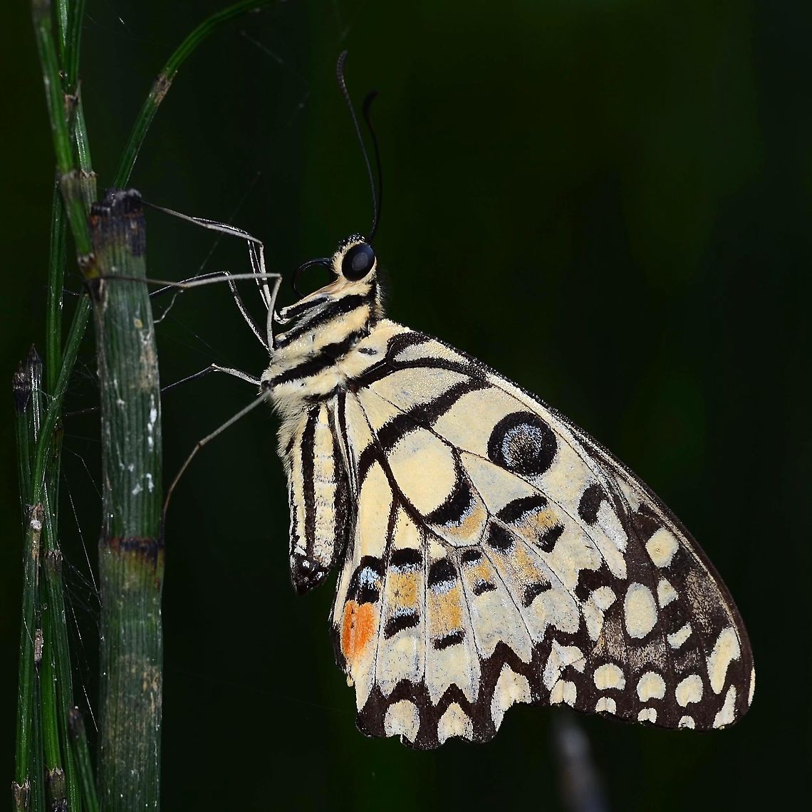 Papilio Demoleus - Common Lime Location is Bandung, West Java, Indonesia. Alongside a stream and paddy fields.<br />
<figure class="photo"><a href="https://www.jungledragon.com/image/38887/papilio_demoleus_-_common_lime.html" title="Papilio Demoleus - Common Lime"><img src="https://s3.amazonaws.com/media.jungledragon.com/images/2784/38887_thumb.JPG?AWSAccessKeyId=05GMT0V3GWVNE7GGM1R2&Expires=1759968010&Signature=jiQBJbtfTC5pCeu9zMpHrUtmxUY%3D" width="200" height="200" alt="Papilio Demoleus - Common Lime Another stunning pap. I don&rsquo;t get to see this one very often, but judging by the number of images in my collection, it is a bit easier to get close to than the others.<br />
<br />
There are several sub species of this fine butterfly, of which I seem to have two. This, the more colourful version, and a yellow version to follow another day.<br />
<br />
Location is Bandung, West Java, Indonesia. Alongside a stream and paddy fields.<br />
http://www.jungledragon.com/image/38885/bf_pap_7720.html<br />
http://www.jungledragon.com/image/38886/bf_red_spot_6322.html<br />
http://www.jungledragon.com/image/38888/bf_pap_crop_5866.html Bandung,Common Lime Butterfly,Geotagged,Indonesia,Java,Papilio demoleus,West Java,Winter,butterfly,common lime,pap,papilion,papilionidae" /></a></figure> Bandung,Common Lime Butterfly,Geotagged,Indonesia,Java,Papilio demoleus,Summer,West Java,butterfly,common lime,pap,papilion,papilionidae