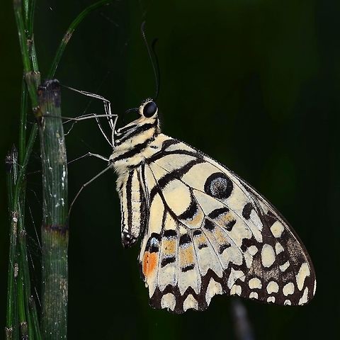 Papilio Demoleus - Common Lime Location is Bandung, West Java, Indonesia. Alongside a stream and paddy fields.
http://www.jungledragon.com/image/38887/bf_red_spot_3307.html Bandung,Common Lime Butterfly,Geotagged,Indonesia,Java,Papilio demoleus,Summer,West Java,butterfly,common lime,pap,papilion,papilionidae