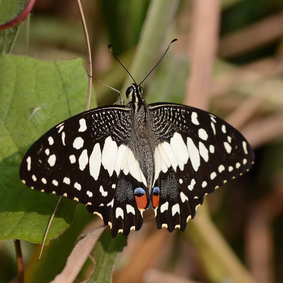 Papilio Demoleus - Common Lime Another stunning pap. I don&rsquo;t get to see this one very often, but judging by the number of images in my collection, it is a bit easier to get close to than the others.<br />
<br />
There are several sub species of this fine butterfly, of which I seem to have two. This, the more colourful version, and a yellow version to follow another day.<br />
<br />
Location is Bandung, West Java, Indonesia. Alongside a stream and paddy fields.<br />
<figure class="photo"><a href="https://www.jungledragon.com/image/38885/papilio_demoleus_-_common_lime.html" title="Papilio Demoleus - Common Lime"><img src="https://s3.amazonaws.com/media.jungledragon.com/images/2784/38885_thumb.jpg?AWSAccessKeyId=05GMT0V3GWVNE7GGM1R2&Expires=1767225610&Signature=JzrnNbTjAwMLwBO3lMeeFryfMxc%3D" width="200" height="200" alt="Papilio Demoleus - Common Lime Location is Bandung, West Java, Indonesia. Alongside a stream and paddy fields.<br />
http://www.jungledragon.com/image/38887/bf_red_spot_3307.html Bandung,Common Lime Butterfly,Geotagged,Indonesia,Java,Papilio demoleus,Summer,West Java,butterfly,common lime,pap,papilion,papilionidae" /></a></figure><br />
<figure class="photo"><a href="https://www.jungledragon.com/image/38886/papilio_demoleus_-_common_lime.html" title="Papilio Demoleus - Common Lime"><img src="https://s3.amazonaws.com/media.jungledragon.com/images/2784/38886_thumb.jpg?AWSAccessKeyId=05GMT0V3GWVNE7GGM1R2&Expires=1767225610&Signature=BwiVW%2BJX4ZZKJvTEOOnHqb3z0OI%3D" width="200" height="200" alt="Papilio Demoleus - Common Lime Location is Bandung, West Java, Indonesia. Alongside a stream and paddy fields.<br />
http://www.jungledragon.com/image/38887/bf_red_spot_3307.html Bandung,Common Lime Butterfly,Geotagged,Indonesia,Java,Papilio demoleus,Summer,West Java,butterfly,common lime,pap,papilion,papilionidae" /></a></figure><br />
<figure class="photo"><a href="https://www.jungledragon.com/image/38888/papilio_demoleus_-_common_lime.html" title="Papilio Demoleus - Common Lime"><img src="https://s3.amazonaws.com/media.jungledragon.com/images/2784/38888_thumb.jpg?AWSAccessKeyId=05GMT0V3GWVNE7GGM1R2&Expires=1767225610&Signature=fFiiigDsFBdKq5SCrgzFHrAx6I0%3D" width="200" height="200" alt="Papilio Demoleus - Common Lime Location is Bandung, West Java, Indonesia. Alongside a stream and paddy fields.<br />
http://www.jungledragon.com/image/38887/bf_red_spot_3307.html Bandung,Common Lime Butterfly,Geotagged,Indonesia,Java,Papilio demoleus,West Java,Winter,butterfly,common lime,pap,papilion,papilionidae" /></a></figure> Bandung,Common Lime Butterfly,Geotagged,Indonesia,Java,Papilio demoleus,West Java,Winter,butterfly,common lime,pap,papilion,papilionidae