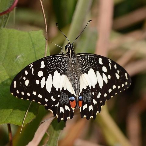 Papilio Demoleus - Common Lime Another stunning pap. I don’t get to see this one very often, but judging by the number of images in my collection, it is a bit easier to get close to than the others.

There are several sub species of this fine butterfly, of which I seem to have two. This, the more colourful version, and a yellow version to follow another day.

Location is Bandung, West Java, Indonesia. Alongside a stream and paddy fields.
http://www.jungledragon.com/image/38885/bf_pap_7720.html
http://www.jungledragon.com/image/38886/bf_red_spot_6322.html
http://www.jungledragon.com/image/38888/bf_pap_crop_5866.html Bandung,Common Lime Butterfly,Geotagged,Indonesia,Java,Papilio demoleus,West Java,Winter,butterfly,common lime,pap,papilion,papilionidae
