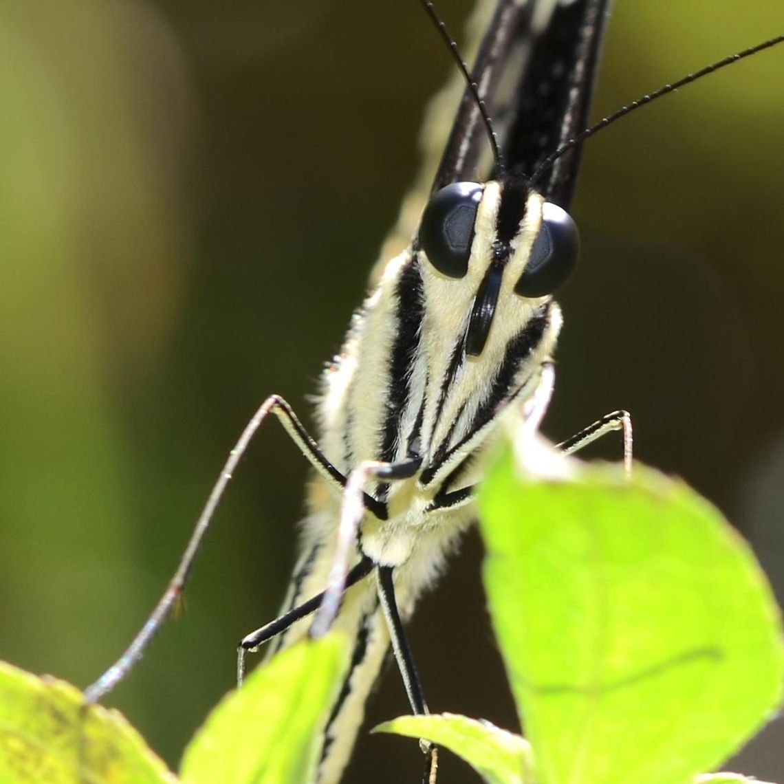 Papilio Demoleus - Common Lime Location is Bandung, West Java, Indonesia. Alongside a stream and paddy fields.<br />
<figure class="photo"><a href="https://www.jungledragon.com/image/38887/papilio_demoleus_-_common_lime.html" title="Papilio Demoleus - Common Lime"><img src="https://s3.amazonaws.com/media.jungledragon.com/images/2784/38887_thumb.JPG?AWSAccessKeyId=05GMT0V3GWVNE7GGM1R2&Expires=1759968010&Signature=jiQBJbtfTC5pCeu9zMpHrUtmxUY%3D" width="200" height="200" alt="Papilio Demoleus - Common Lime Another stunning pap. I don&rsquo;t get to see this one very often, but judging by the number of images in my collection, it is a bit easier to get close to than the others.<br />
<br />
There are several sub species of this fine butterfly, of which I seem to have two. This, the more colourful version, and a yellow version to follow another day.<br />
<br />
Location is Bandung, West Java, Indonesia. Alongside a stream and paddy fields.<br />
http://www.jungledragon.com/image/38885/bf_pap_7720.html<br />
http://www.jungledragon.com/image/38886/bf_red_spot_6322.html<br />
http://www.jungledragon.com/image/38888/bf_pap_crop_5866.html Bandung,Common Lime Butterfly,Geotagged,Indonesia,Java,Papilio demoleus,West Java,Winter,butterfly,common lime,pap,papilion,papilionidae" /></a></figure> Bandung,Common Lime Butterfly,Geotagged,Indonesia,Java,Papilio demoleus,West Java,Winter,butterfly,common lime,pap,papilion,papilionidae