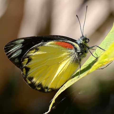 Delias belisama belisama Delias are a family of colourful butterflies. Unfortunately very difficult to photograph, as they tend to stick to the high canopy. When you are fortunate to get a shot, you never get the wings open, top side.

This butterfly has a strong following amongst the collectors. There is even a FaceBook page dedicated to Delias.

Location is Bandung, West Java, Indonesia. Alongside a stream and paddy fields.
http://www.jungledragon.com/image/38897/bf_delias_stack_48_0549.html
http://www.jungledragon.com/image/38898/delias_belisama_belisama.html Bandung,Delias belisama belisama,Geotagged,Indonesia,Java,West Java,Winter,butterfly,delias,proboscis,split proboscis