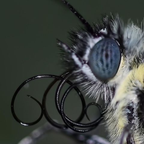 Delias belisama belisama When a butterfly first emerges from the chrysalis, the feeding proboscis tube is split in two half &lsquo;C&rsquo; sections. So when it emerges, its first job is to zip up its proboscis, to complete the feeding tube. Sometimes this process goes wrong and this is the result.

The butterfly is doomed, unable to feed, destined for a slow death.

Location is Bandung, West Java, Indonesia. Alongside a stream and paddy fields.
http://www.jungledragon.com/image/38896/bf_red_stripe_7805.html Bandung,Delias belisama belisama,Fall,Geotagged,Indonesia,Java,West Java,butterfly,delias,proboscis,split proboscis