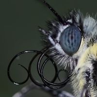 Delias belisama belisama When a butterfly first emerges from the chrysalis, the feeding proboscis tube is split in two half &lsquo;C&rsquo; sections. So when it emerges, its first job is to zip up its proboscis, to complete the feeding tube. Sometimes this process goes wrong and this is the result.<br />
<br />
The butterfly is doomed, unable to feed, destined for a slow death.<br />
<br />
Location is Bandung, West Java, Indonesia. Alongside a stream and paddy fields.<br />
http://www.jungledragon.com/image/38896/bf_red_stripe_7805.html Bandung,Delias belisama belisama,Fall,Geotagged,Indonesia,Java,West Java,butterfly,delias,proboscis,split proboscis