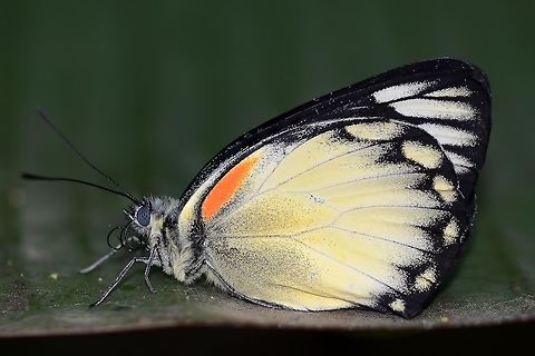 Delias belisama belisama Belisima on its last legs, due to a split proboscis.

Location is Bandung, West Java, Indonesia. Alongside a stream and paddy fields.
http://www.jungledragon.com/image/38896/bf_red_stripe_7805.html Bandung,Delias belisama belisama,Fall,Geotagged,Indonesia,Java,West Java,butterfly,delias,proboscis,split proboscis