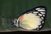 Delias belisama belisama Belisima on its last legs, due to a split proboscis.<br />
<br />
Location is Bandung, West Java, Indonesia. Alongside a stream and paddy fields.<br />
http://www.jungledragon.com/image/38896/bf_red_stripe_7805.html Bandung,Delias belisama belisama,Fall,Geotagged,Indonesia,Java,West Java,butterfly,delias,proboscis,split proboscis