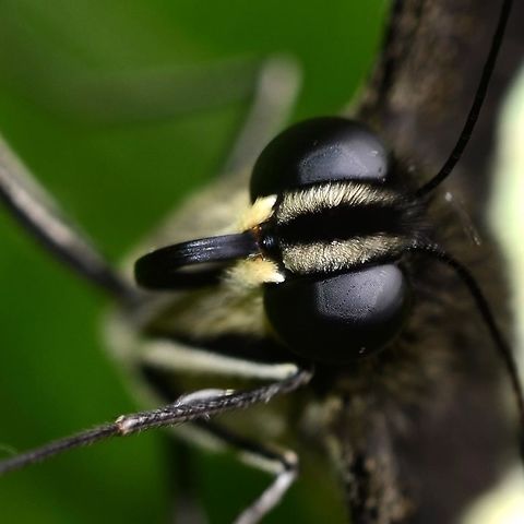 Papilio Demolion - Banded Swallowtail Location is Bandung, West Java, Indonesia. Alongside a stream and paddy fields.
http://www.jungledragon.com/image/38965/bf_pap_9933.html Banded Swallowtail,Bandung,Fall,Geotagged,Indonesia,Java,Papilio demolion,West Java,banded swallowtail,pap,papilion,papilionidae