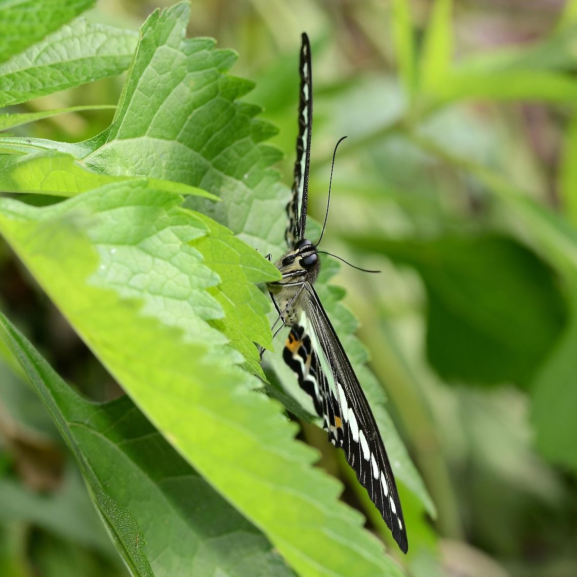 Papilio Demolion - Banded Swallowtail Location is Bandung, West Java, Indonesia. Alongside a stream and paddy fields.<br />
<figure class="photo"><a href="https://www.jungledragon.com/image/38965/papilio_demolion_-_banded_swallowtail.html" title="Papilio Demolion - Banded Swallowtail"><img src="https://s3.amazonaws.com/media.jungledragon.com/images/2784/38965_thumb.jpg?AWSAccessKeyId=05GMT0V3GWVNE7GGM1R2&Expires=1759968010&Signature=Lylg5Z%2F4zayJ0U15qIDLVzLnnKM%3D" width="200" height="160" alt="Papilio Demolion - Banded Swallowtail Like most paps, not easy to get close enough for a clean shot.<br />
<br />
BUT, when you do, what a nightmare. The lateral wing strip is a very pale green, but when you get back to the lab, the stripe is inevitably white. This is because the butterfly is predominantly black, which means that the camera metering system tries to make the black into a grey and lengthens the exposure, which in turn, washes the subtle green strip out to white.<br />
<br />
On the next opportunity, you remember this, and adjust the exposure compensation to one stop under. Of course, this gives a problem with the black, but I believe the stripe feature is what counts in this case. I could probably do something clever with Photoshop by masking the stripe and lightening the rest - pfft!<br />
<br />
Location is Bandung, West Java, Indonesia. Alongside a stream and paddy fields.<br />
http://www.jungledragon.com/image/38963/bf_pap_2903.html<br />
http://www.jungledragon.com/image/38964/bf_pap_2899.html Banded Swallowtail,Bandung,Fall,Geotagged,Indonesia,Java,Papilio demolion,West Java,banded swallowtail,pap,papilion,papilionidae" /></a></figure> Banded Swallowtail,Bandung,Fall,Geotagged,Indonesia,Java,Papilio demolion,West Java,banded swallowtail,pap,papilion,papilionidae