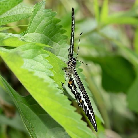 Papilio Demolion - Banded Swallowtail Location is Bandung, West Java, Indonesia. Alongside a stream and paddy fields.
http://www.jungledragon.com/image/38965/bf_pap_9933.html Banded Swallowtail,Bandung,Fall,Geotagged,Indonesia,Java,Papilio demolion,West Java,banded swallowtail,pap,papilion,papilionidae