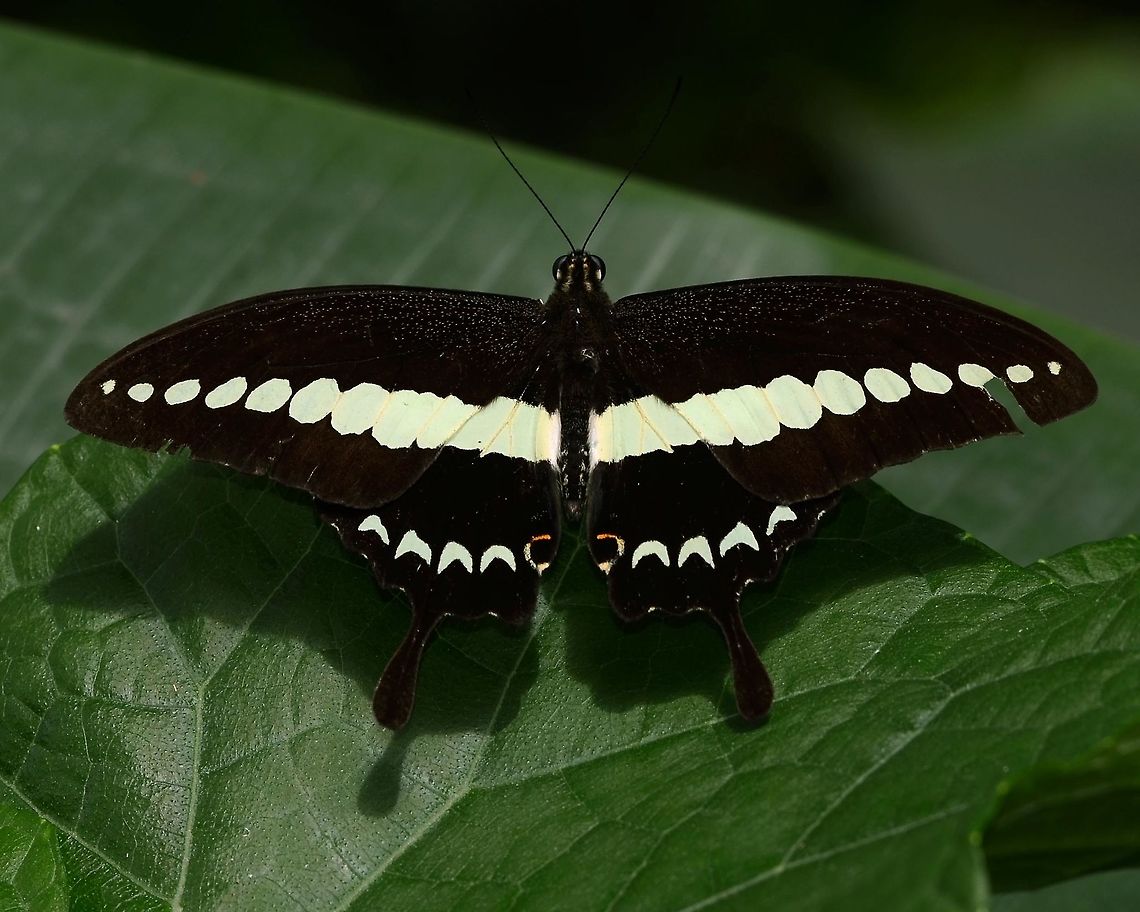 Papilio Demolion - Banded Swallowtail Like most paps, not easy to get close enough for a clean shot.<br />
<br />
BUT, when you do, what a nightmare. The lateral wing strip is a very pale green, but when you get back to the lab, the stripe is inevitably white. This is because the butterfly is predominantly black, which means that the camera metering system tries to make the black into a grey and lengthens the exposure, which in turn, washes the subtle green strip out to white.<br />
<br />
On the next opportunity, you remember this, and adjust the exposure compensation to one stop under. Of course, this gives a problem with the black, but I believe the stripe feature is what counts in this case. I could probably do something clever with Photoshop by masking the stripe and lightening the rest - pfft!<br />
<br />
Location is Bandung, West Java, Indonesia. Alongside a stream and paddy fields.<br />
<figure class="photo"><a href="https://www.jungledragon.com/image/38963/papilio_demolion_-_banded_swallowtail.html" title="Papilio Demolion - Banded Swallowtail"><img src="https://s3.amazonaws.com/media.jungledragon.com/images/2784/38963_thumb.jpg?AWSAccessKeyId=05GMT0V3GWVNE7GGM1R2&Expires=1767225610&Signature=nZefJnLS3eIaCgtbtpANi2TlBhk%3D" width="200" height="200" alt="Papilio Demolion - Banded Swallowtail Location is Bandung, West Java, Indonesia. Alongside a stream and paddy fields.<br />
http://www.jungledragon.com/image/38965/bf_pap_9933.html Banded Swallowtail,Bandung,Fall,Geotagged,Indonesia,Java,Papilio demolion,West Java,banded swallowtail,pap,papilion,papilionidae" /></a></figure><br />
<figure class="photo"><a href="https://www.jungledragon.com/image/38964/papilio_demolion_-_banded_swallowtail.html" title="Papilio Demolion - Banded Swallowtail"><img src="https://s3.amazonaws.com/media.jungledragon.com/images/2784/38964_thumb.jpg?AWSAccessKeyId=05GMT0V3GWVNE7GGM1R2&Expires=1767225610&Signature=YLKutOlNe%2FFBYl5z5HJBw6TDk1U%3D" width="200" height="200" alt="Papilio Demolion - Banded Swallowtail Location is Bandung, West Java, Indonesia. Alongside a stream and paddy fields.<br />
http://www.jungledragon.com/image/38965/bf_pap_9933.html Banded Swallowtail,Bandung,Fall,Geotagged,Indonesia,Java,Papilio demolion,West Java,banded swallowtail,pap,papilion,papilionidae" /></a></figure> Banded Swallowtail,Bandung,Fall,Geotagged,Indonesia,Java,Papilio demolion,West Java,banded swallowtail,pap,papilion,papilionidae