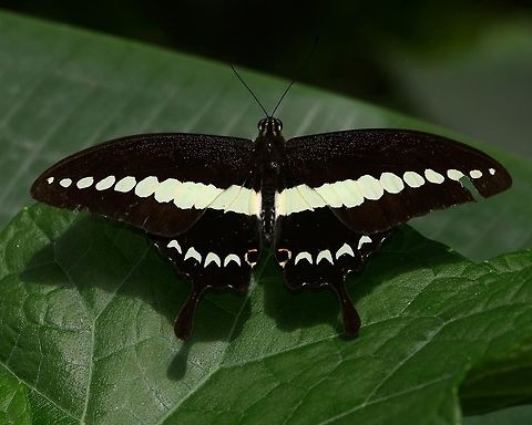 Papilio Demolion - Banded Swallowtail Like most paps, not easy to get close enough for a clean shot.

BUT, when you do, what a nightmare. The lateral wing strip is a very pale green, but when you get back to the lab, the stripe is inevitably white. This is because the butterfly is predominantly black, which means that the camera metering system tries to make the black into a grey and lengthens the exposure, which in turn, washes the subtle green strip out to white.

On the next opportunity, you remember this, and adjust the exposure compensation to one stop under. Of course, this gives a problem with the black, but I believe the stripe feature is what counts in this case. I could probably do something clever with Photoshop by masking the stripe and lightening the rest - pfft!

Location is Bandung, West Java, Indonesia. Alongside a stream and paddy fields.
http://www.jungledragon.com/image/38963/bf_pap_2903.html
http://www.jungledragon.com/image/38964/bf_pap_2899.html Banded Swallowtail,Bandung,Fall,Geotagged,Indonesia,Java,Papilio demolion,West Java,banded swallowtail,pap,papilion,papilionidae