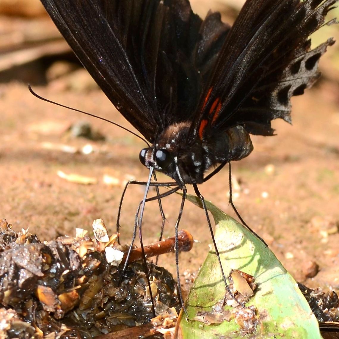 Papilio Memnon - Great Mormon male Puddling.<br />
<br />
Location is Bandung, West Java, Indonesia. Alongside a stream and paddy fields.<br />
<figure class="photo"><a href="https://www.jungledragon.com/image/39047/papilio_memnon_-_great_mormon_male.html" title="Papilio Memnon - Great Mormon male"><img src="https://s3.amazonaws.com/media.jungledragon.com/images/2784/39047_thumb.JPG?AWSAccessKeyId=05GMT0V3GWVNE7GGM1R2&Expires=1770854410&Signature=J09bL%2F0Ct%2B4K3O9LPjrynNWxBbc%3D" width="200" height="134" alt="Papilio Memnon - Great Mormon male This is a fairly common pap at my location. The male is distinctive in its lack of adornment, but still a beautiful creature, showing great texture in his wings.<br />
<br />
As with all paps, difficult to get a decent photograph.<br />
<br />
Location is Bandung, West Java, Indonesia. Alongside a stream and paddy fields.<br />
http://www.jungledragon.com/image/39046/bf_pap_4686.html<br />
http://www.jungledragon.com/image/39045/bf_pap_crop_0771.html<br />
http://www.jungledragon.com/image/39053/papilio_memnon_-_great_mormon_male.html<br />
http://www.jungledragon.com/image/39056/bf_pap_4490.html Bandung,Geotagged,Great Mormon,Indonesia,Java,Papilio memnon,West Java,Winter,great Mormon,pap,papilion,papilionidae" /></a></figure> Bandung,Fall,Geotagged,Great Mormon,Indonesia,Java,Papilio memnon,West Java,great Mormon,pap,papilion,papilionidae,puddling