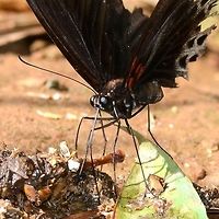 Papilio Memnon - Great Mormon male Puddling.<br />
<br />
Location is Bandung, West Java, Indonesia. Alongside a stream and paddy fields.<br />
http://www.jungledragon.com/image/39047/bf_birdwing_3014.html Bandung,Fall,Geotagged,Great Mormon,Indonesia,Java,Papilio memnon,West Java,great Mormon,pap,papilion,papilionidae,puddling