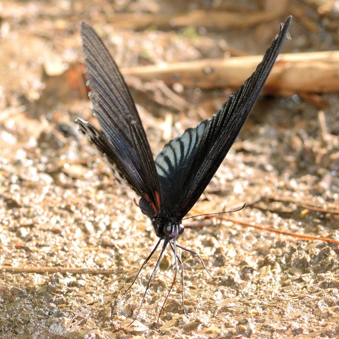 Papilio Memnon - Great Mormon male More puddling. Admire those legs.<br />
<br />
Location is Bandung, West Java, Indonesia. Alongside a stream and paddy fields.<br />
<figure class="photo"><a href="https://www.jungledragon.com/image/39047/papilio_memnon_-_great_mormon_male.html" title="Papilio Memnon - Great Mormon male"><img src="https://s3.amazonaws.com/media.jungledragon.com/images/2784/39047_thumb.JPG?AWSAccessKeyId=05GMT0V3GWVNE7GGM1R2&Expires=1759968010&Signature=0sJjoG4PltshBDPlnOa6Ek%2FTh2g%3D" width="200" height="134" alt="Papilio Memnon - Great Mormon male This is a fairly common pap at my location. The male is distinctive in its lack of adornment, but still a beautiful creature, showing great texture in his wings.<br />
<br />
As with all paps, difficult to get a decent photograph.<br />
<br />
Location is Bandung, West Java, Indonesia. Alongside a stream and paddy fields.<br />
http://www.jungledragon.com/image/39046/bf_pap_4686.html<br />
http://www.jungledragon.com/image/39045/bf_pap_crop_0771.html<br />
http://www.jungledragon.com/image/39053/papilio_memnon_-_great_mormon_male.html<br />
http://www.jungledragon.com/image/39056/bf_pap_4490.html Bandung,Geotagged,Great Mormon,Indonesia,Java,Papilio memnon,West Java,Winter,great Mormon,pap,papilion,papilionidae" /></a></figure> Bandung,Geotagged,Great Mormon,Indonesia,Java,Papilio memnon,West Java,Winter,great Mormon,pap,papilion,papilionidae,puddling