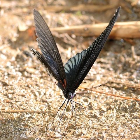 Papilio Memnon - Great Mormon male More puddling. Admire those legs.

Location is Bandung, West Java, Indonesia. Alongside a stream and paddy fields.
http://www.jungledragon.com/image/39047/bf_birdwing_3014.html Bandung,Geotagged,Great Mormon,Indonesia,Java,Papilio memnon,West Java,Winter,great Mormon,pap,papilion,papilionidae,puddling