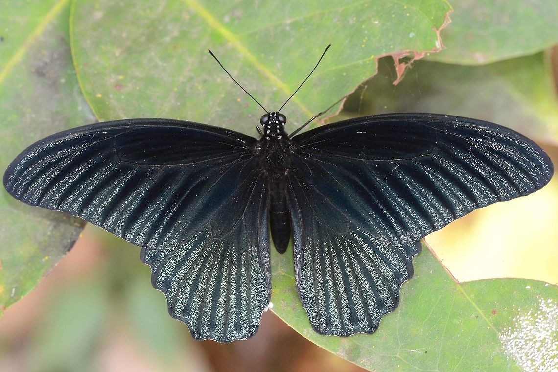 Papilio Memnon - Great Mormon male This is a fairly common pap at my location. The male is distinctive in its lack of adornment, but still a beautiful creature, showing great texture in his wings.<br />
<br />
As with all paps, difficult to get a decent photograph.<br />
<br />
Location is Bandung, West Java, Indonesia. Alongside a stream and paddy fields.<br />
<figure class="photo"><a href="https://www.jungledragon.com/image/39046/papilio_memnon_-_great_mormon_male.html" title="Papilio Memnon - Great Mormon male"><img src="https://s3.amazonaws.com/media.jungledragon.com/images/2784/39046_thumb.jpg?AWSAccessKeyId=05GMT0V3GWVNE7GGM1R2&Expires=1759968010&Signature=q51zW3oCPGM2baOmegbASlX54H4%3D" width="200" height="200" alt="Papilio Memnon - Great Mormon male More puddling. Admire those legs.<br />
<br />
Location is Bandung, West Java, Indonesia. Alongside a stream and paddy fields.<br />
http://www.jungledragon.com/image/39047/bf_birdwing_3014.html Bandung,Geotagged,Great Mormon,Indonesia,Java,Papilio memnon,West Java,Winter,great Mormon,pap,papilion,papilionidae,puddling" /></a></figure><br />
<figure class="photo"><a href="https://www.jungledragon.com/image/39045/papilio_memnon_-_great_mormon_male.html" title="Papilio Memnon - Great Mormon male"><img src="https://s3.amazonaws.com/media.jungledragon.com/images/2784/39045_thumb.jpg?AWSAccessKeyId=05GMT0V3GWVNE7GGM1R2&Expires=1759968010&Signature=92KsVcHEKF%2FI1DzcAYmUowLWC6o%3D" width="200" height="200" alt="Papilio Memnon - Great Mormon male Puddling.<br />
<br />
Location is Bandung, West Java, Indonesia. Alongside a stream and paddy fields.<br />
http://www.jungledragon.com/image/39047/bf_birdwing_3014.html Bandung,Fall,Geotagged,Great Mormon,Indonesia,Java,Papilio memnon,West Java,great Mormon,pap,papilion,papilionidae,puddling" /></a></figure><br />
<figure class="photo"><a href="https://www.jungledragon.com/image/39053/papilio_memnon_-_great_mormon_male.html" title="Papilio Memnon - Great Mormon male"><img src="https://s3.amazonaws.com/media.jungledragon.com/images/2784/39053_thumb.jpg?AWSAccessKeyId=05GMT0V3GWVNE7GGM1R2&Expires=1759968010&Signature=2Thv9nvDQhyyYPYduP21RTTk2VQ%3D" width="200" height="200" alt="Papilio Memnon - Great Mormon male  Location is Bandung, West Java, Indonesia. Alongside a stream and paddy fields.<br />
http://www.jungledragon.com/image/39047/papilio_memnon_-_great_mormon_male.html Bandung,Geotagged,Great Mormon,Indonesia,Java,Papilio memnon,West Java,Winter,great Mormon,pap,papilion,papilionidae" /></a></figure><br />
<figure class="photo"><a href="https://www.jungledragon.com/image/39056/papilio_memnon_-_great_mormon_female.html" title="Papilio Memnon - Great Mormon female"><img src="https://s3.amazonaws.com/media.jungledragon.com/images/2784/39056_thumb.jpg?AWSAccessKeyId=05GMT0V3GWVNE7GGM1R2&Expires=1759968010&Signature=wDHNU8ZrVmRKrspmCQmyM0Kkjo4%3D" width="200" height="134" alt="Papilio Memnon - Great Mormon female The female is a lot more colourful than the male, and a lot more diverse in its livery patterns. This is how the Mormon butterfly gets its name, as the Mormon is permitted to have many wives, so it seems that the Mormon butterfly too has many wives.<br />
<br />
This is one version of the great Mormon female that I see, but even here, you can see some slight variations.<br />
<br />
Location is Bandung, West Java, Indonesia. Alongside a stream and paddy fields.<br />
http://www.jungledragon.com/image/39055/bf_pap_6140.html<br />
http://www.jungledragon.com/image/39054/bf_big_2134.html<br />
http://www.jungledragon.com/image/39047/papilio_memnon_-_great_mormon_male.html Bandung,Geotagged,Great Mormon,Indonesia,Java,Papilio memnon,West Java,Winter,female,great Mormon,pap,papilion,papilionidae" /></a></figure> Bandung,Geotagged,Great Mormon,Indonesia,Java,Papilio memnon,West Java,Winter,great Mormon,pap,papilion,papilionidae