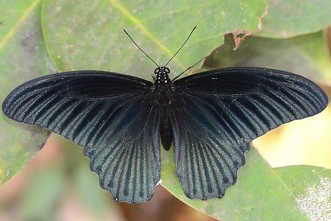 Papilio Memnon - Great Mormon male This is a fairly common pap at my location. The male is distinctive in its lack of adornment, but still a beautiful creature, showing great texture in his wings.

As with all paps, difficult to get a decent photograph.

Location is Bandung, West Java, Indonesia. Alongside a stream and paddy fields.
http://www.jungledragon.com/image/39046/bf_pap_4686.html
http://www.jungledragon.com/image/39045/bf_pap_crop_0771.html
http://www.jungledragon.com/image/39053/papilio_memnon_-_great_mormon_male.html
http://www.jungledragon.com/image/39056/bf_pap_4490.html Bandung,Geotagged,Great Mormon,Indonesia,Java,Papilio memnon,West Java,Winter,great Mormon,pap,papilion,papilionidae
