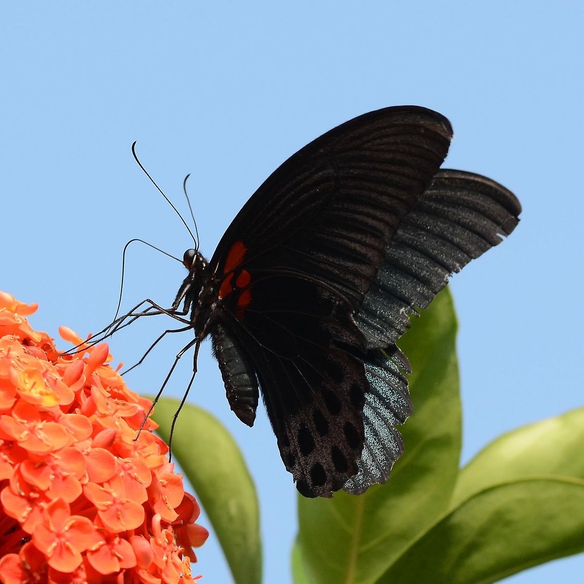 Papilio Memnon - Great Mormon male  Location is Bandung, West Java, Indonesia. Alongside a stream and paddy fields.<br />
<figure class="photo"><a href="https://www.jungledragon.com/image/39047/papilio_memnon_-_great_mormon_male.html" title="Papilio Memnon - Great Mormon male"><img src="https://s3.amazonaws.com/media.jungledragon.com/images/2784/39047_thumb.JPG?AWSAccessKeyId=05GMT0V3GWVNE7GGM1R2&Expires=1759968010&Signature=0sJjoG4PltshBDPlnOa6Ek%2FTh2g%3D" width="200" height="134" alt="Papilio Memnon - Great Mormon male This is a fairly common pap at my location. The male is distinctive in its lack of adornment, but still a beautiful creature, showing great texture in his wings.<br />
<br />
As with all paps, difficult to get a decent photograph.<br />
<br />
Location is Bandung, West Java, Indonesia. Alongside a stream and paddy fields.<br />
http://www.jungledragon.com/image/39046/bf_pap_4686.html<br />
http://www.jungledragon.com/image/39045/bf_pap_crop_0771.html<br />
http://www.jungledragon.com/image/39053/papilio_memnon_-_great_mormon_male.html<br />
http://www.jungledragon.com/image/39056/bf_pap_4490.html Bandung,Geotagged,Great Mormon,Indonesia,Java,Papilio memnon,West Java,Winter,great Mormon,pap,papilion,papilionidae" /></a></figure> Bandung,Geotagged,Great Mormon,Indonesia,Java,Papilio memnon,West Java,Winter,great Mormon,pap,papilion,papilionidae