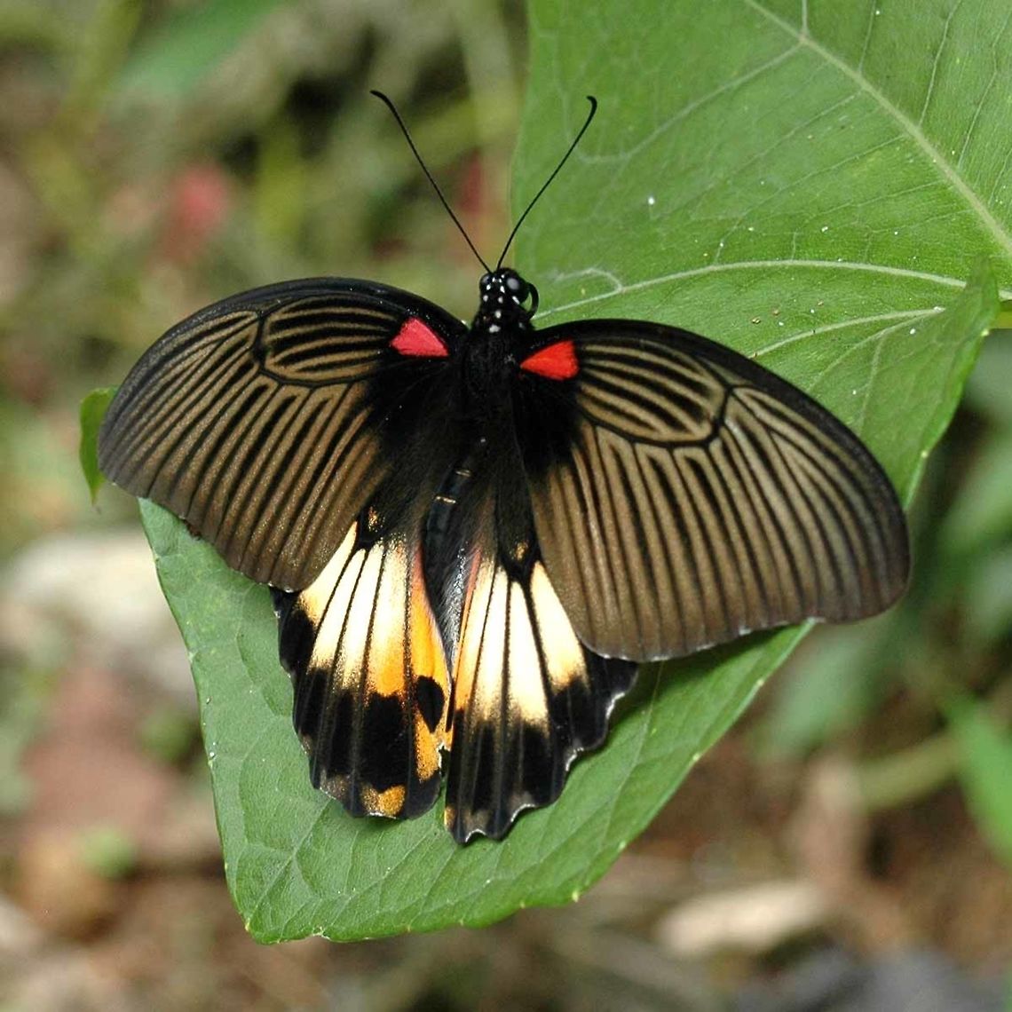 Papilio Memnon - Great Mormon female Location is Bandung, West Java, Indonesia. Alongside a stream and paddy fields.<br />
<figure class="photo"><a href="https://www.jungledragon.com/image/39056/papilio_memnon_-_great_mormon_female.html" title="Papilio Memnon - Great Mormon female"><img src="https://s3.amazonaws.com/media.jungledragon.com/images/2784/39056_thumb.jpg?AWSAccessKeyId=05GMT0V3GWVNE7GGM1R2&Expires=1759968010&Signature=wDHNU8ZrVmRKrspmCQmyM0Kkjo4%3D" width="200" height="134" alt="Papilio Memnon - Great Mormon female The female is a lot more colourful than the male, and a lot more diverse in its livery patterns. This is how the Mormon butterfly gets its name, as the Mormon is permitted to have many wives, so it seems that the Mormon butterfly too has many wives.<br />
<br />
This is one version of the great Mormon female that I see, but even here, you can see some slight variations.<br />
<br />
Location is Bandung, West Java, Indonesia. Alongside a stream and paddy fields.<br />
http://www.jungledragon.com/image/39055/bf_pap_6140.html<br />
http://www.jungledragon.com/image/39054/bf_big_2134.html<br />
http://www.jungledragon.com/image/39047/papilio_memnon_-_great_mormon_male.html Bandung,Geotagged,Great Mormon,Indonesia,Java,Papilio memnon,West Java,Winter,female,great Mormon,pap,papilion,papilionidae" /></a></figure> Bandung,Fall,Geotagged,Great Mormon,Indonesia,Java,Papilio memnon,West Java,female,great Mormon,pap,papilion,papilionidae