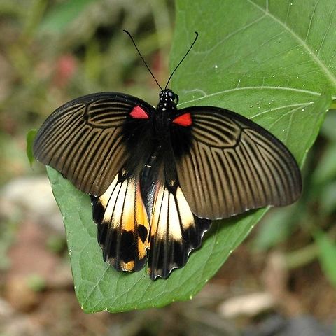 Papilio Memnon - Great Mormon female Location is Bandung, West Java, Indonesia. Alongside a stream and paddy fields.
http://www.jungledragon.com/image/39056/bf_pap_4490.html Bandung,Fall,Geotagged,Great Mormon,Indonesia,Java,Papilio memnon,West Java,female,great Mormon,pap,papilion,papilionidae