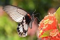 Papilio Memnon - Great Mormon female Location is Bandung, West Java, Indonesia. Alongside a stream and paddy fields.<br />
http://www.jungledragon.com/image/39056/bf_pap_4490.html Bandung,Geotagged,Great Mormon,Indonesia,Java,Papilio memnon,West Java,Winter,female,great Mormon,pap,papilion,papilionidae