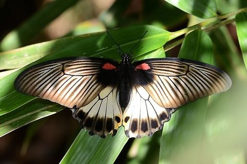 Papilio Memnon - Great Mormon female The female is a lot more colourful than the male, and a lot more diverse in its livery patterns. This is how the Mormon butterfly gets its name, as the Mormon is permitted to have many wives, so it seems that the Mormon butterfly too has many wives.

This is one version of the great Mormon female that I see, but even here, you can see some slight variations.

Location is Bandung, West Java, Indonesia. Alongside a stream and paddy fields.
http://www.jungledragon.com/image/39055/bf_pap_6140.html
http://www.jungledragon.com/image/39054/bf_big_2134.html
http://www.jungledragon.com/image/39047/papilio_memnon_-_great_mormon_male.html Bandung,Geotagged,Great Mormon,Indonesia,Java,Papilio memnon,West Java,Winter,female,great Mormon,pap,papilion,papilionidae