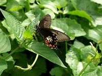 Papilio Polytes - Common Mormon female Location is Bandung, West Java, Indonesia. Alongside a stream and paddy fields.<br />
https://www.jungledragon.com/image/39079/bf_mormon_9454.html Bandung,Common Mormon,Geotagged,Indonesia,Java,Mormon,Papilio polytes,Spring,West Java,butterfly,common Mormon,pap,papilio,papilionidae