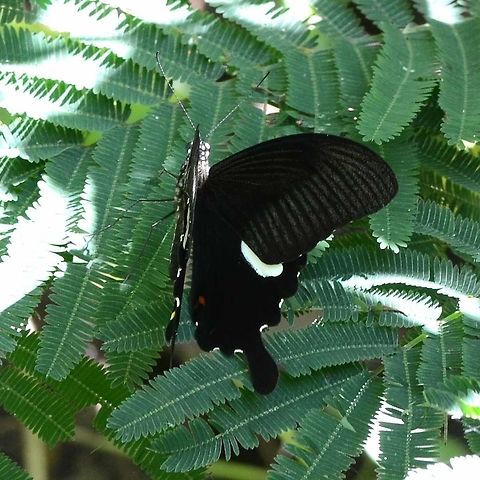 Papilio Polytes - Common Mormon male Location is Bandung, West Java, Indonesia. Alongside a stream and paddy fields.
https://www.jungledragon.com/image/39079/bf_mormon_9454.html Bandung,Common Mormon,Geotagged,Indonesia,Java,Mormon,Papilio polytes,West Java,Winter,butterfly,common Mormon,pap,papilio,papilionidae
