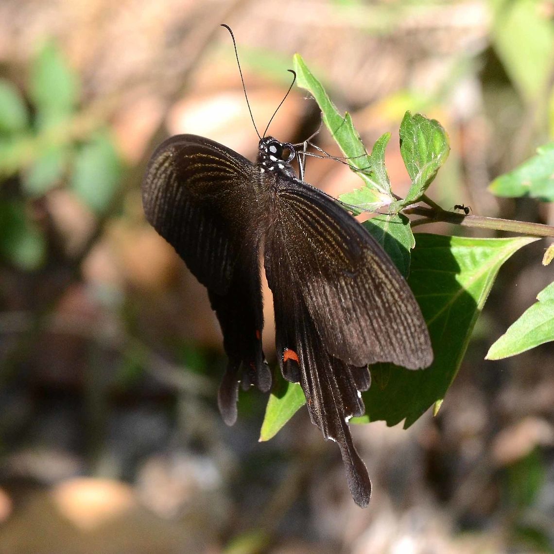 Papilio Polytes - Common Mormon male Location is Bandung, West Java, Indonesia. Alongside a stream and paddy fields.<br />
<figure class="photo"><a href="https://www.jungledragon.com/image/39079/papilio_polytes_-_common_mormon_male.html" title="Papilio Polytes - Common Mormon male"><img src="https://s3.amazonaws.com/media.jungledragon.com/images/2784/39079_thumb.jpg?AWSAccessKeyId=05GMT0V3GWVNE7GGM1R2&Expires=1767225610&Signature=eWm7hEfECaA9h9NCmxvV1HhWi9Q%3D" width="200" height="160" alt="Papilio Polytes - Common Mormon male The common Mormon is very similar to the great Mormon, except this one has tails.<br />
<br />
Location is Bandung, West Java, Indonesia. Alongside a stream and paddy fields.<br />
https://www.jungledragon.com/image/39078/bf_large_swallowtail_6560.html<br />
https://www.jungledragon.com/image/39077/bf_swallowtail_white_spot_6114.html<br />
https://www.jungledragon.com/image/39076/09_bf_984.html Bandung,Common Mormon,Fall,Geotagged,Indonesia,Java,Mormon,Papilio polytes,West Java,butterfly,common Mormon,pap,papilio,papilionidae" /></a></figure> Bandung,Common Mormon,Geotagged,Indonesia,Java,Mormon,Papilio polytes,West Java,Winter,butterfly,common Mormon,pap,papilio,papilionidae