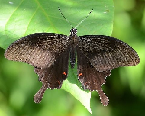 Papilio Polytes - Common Mormon male The common Mormon is very similar to the great Mormon, except this one has tails.

Location is Bandung, West Java, Indonesia. Alongside a stream and paddy fields.
https://www.jungledragon.com/image/39078/bf_large_swallowtail_6560.html
https://www.jungledragon.com/image/39077/bf_swallowtail_white_spot_6114.html
https://www.jungledragon.com/image/39076/09_bf_984.html Bandung,Common Mormon,Fall,Geotagged,Indonesia,Java,Mormon,Papilio polytes,West Java,butterfly,common Mormon,pap,papilio,papilionidae