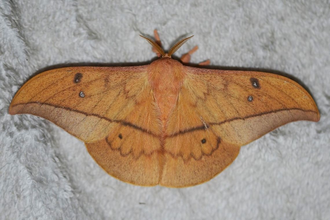 Cricula trifenestrata - The Cricula Silkmoth A monotone livery, but still attractive.<br />
<br />
Location is Bandung, West Java, Indonesia. Alongside a stream and paddy fields. Bandung,Cricula trifenestrata,Fall,Geotagged,Indonesia,Java,West Java,cricula silkmoth,moth,saturniidae,silkmoth