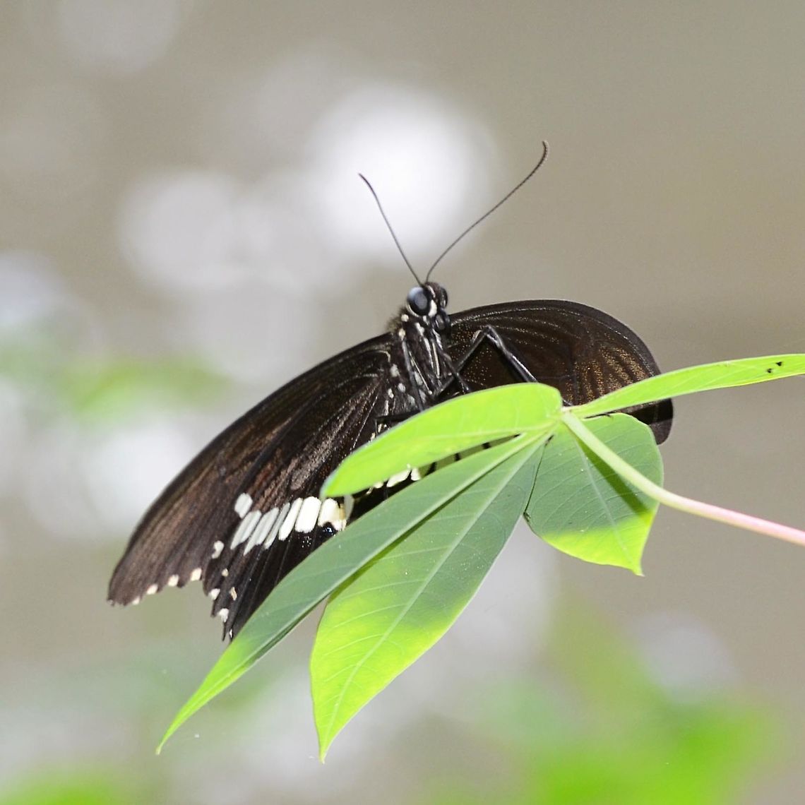 Papilio Polytes Javanus - Common Mormon Location is Bandung, West Java, Indonesia. Alongside a stream and paddy fields.<br />
<figure class="photo"><a href="https://www.jungledragon.com/image/39200/papilio_polytes_javanus_-_common_mormon.html" title="Papilio Polytes Javanus - Common Mormon"><img src="https://s3.amazonaws.com/media.jungledragon.com/images/2784/39200_thumb.jpg?AWSAccessKeyId=05GMT0V3GWVNE7GGM1R2&Expires=1763596810&Signature=nujO4n3DMl2IXBoIJmb1lV9kC40%3D" width="200" height="134" alt="Papilio Polytes Javanus - Common Mormon This is an unusual classification for this butterfly in my opinion, classed as a sub-species of polytes which has long tails. Although you can see the presence of very stunted tails, I believe it is closer in appearance to memnon, the great Mormon. However, with the significant form and color differences, I believe it should have had its own species name.<br />
<br />
Location is Bandung, West Java, Indonesia. Alongside a stream and paddy fields.<br />
https://www.jungledragon.com/image/39197/bf_birdwing_6385.html<br />
https://www.jungledragon.com/image/39198/bf_birdwing_6388.html<br />
https://www.jungledragon.com/image/39199/bf_birdwing_6404.html Bandung,Common Mormon,Geotagged,Indonesia,Java,Papilio polytes,Summer,West Java,butterfly,common Mormon,pap,papilio,papilionidae" /></a></figure> Bandung,Common Mormon,Geotagged,Indonesia,Java,Papilio polytes,Summer,West Java,butterfly,common Mormon,pap,papilio,papilionidae