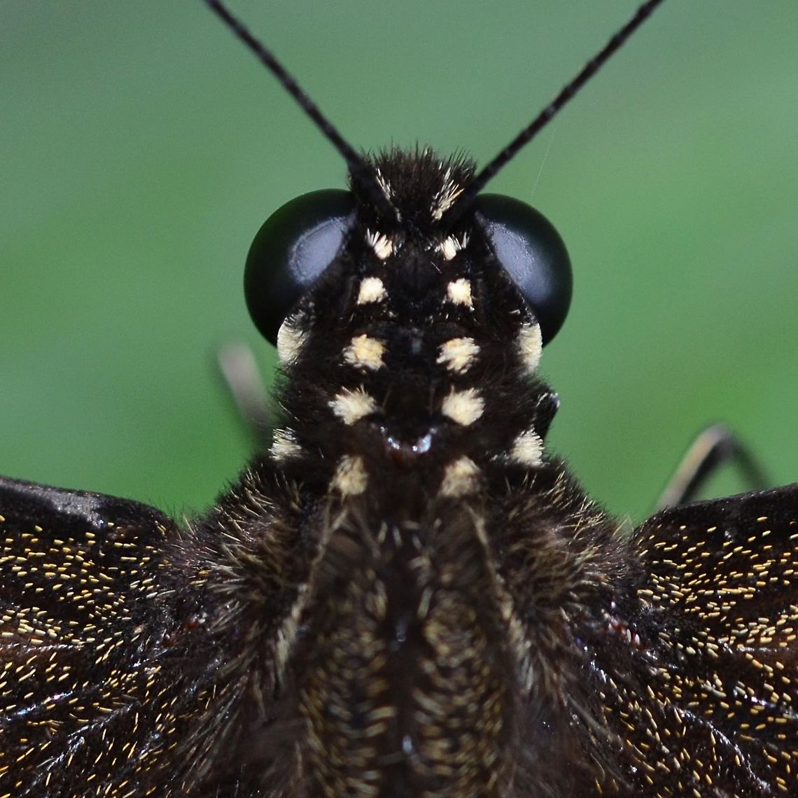 Papilio Polytes Javanus - Common Mormon Location is Bandung, West Java, Indonesia. Alongside a stream and paddy fields.<br />
<figure class="photo"><a href="https://www.jungledragon.com/image/39200/papilio_polytes_javanus_-_common_mormon.html" title="Papilio Polytes Javanus - Common Mormon"><img src="https://s3.amazonaws.com/media.jungledragon.com/images/2784/39200_thumb.jpg?AWSAccessKeyId=05GMT0V3GWVNE7GGM1R2&Expires=1770854410&Signature=gMMfbskRlxad8LAzbetuM2FtMx4%3D" width="200" height="134" alt="Papilio Polytes Javanus - Common Mormon This is an unusual classification for this butterfly in my opinion, classed as a sub-species of polytes which has long tails. Although you can see the presence of very stunted tails, I believe it is closer in appearance to memnon, the great Mormon. However, with the significant form and color differences, I believe it should have had its own species name.<br />
<br />
Location is Bandung, West Java, Indonesia. Alongside a stream and paddy fields.<br />
https://www.jungledragon.com/image/39197/bf_birdwing_6385.html<br />
https://www.jungledragon.com/image/39198/bf_birdwing_6388.html<br />
https://www.jungledragon.com/image/39199/bf_birdwing_6404.html Bandung,Common Mormon,Geotagged,Indonesia,Java,Papilio polytes,Summer,West Java,butterfly,common Mormon,pap,papilio,papilionidae" /></a></figure> Bandung,Common Mormon,Geotagged,Indonesia,Java,Papilio polytes,Summer,West Java,butterfly,common Mormon,pap,papilio,papilionidae