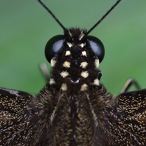 Papilio Polytes Javanus - Common Mormon Location is Bandung, West Java, Indonesia. Alongside a stream and paddy fields.
https://www.jungledragon.com/image/39200/bf_birdwing_6396.html Bandung,Common Mormon,Geotagged,Indonesia,Java,Papilio polytes,Summer,West Java,butterfly,common Mormon,pap,papilio,papilionidae
