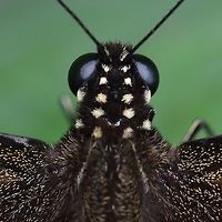 Papilio Polytes Javanus - Common Mormon Location is Bandung, West Java, Indonesia. Alongside a stream and paddy fields.<br />
https://www.jungledragon.com/image/39200/bf_birdwing_6396.html Bandung,Common Mormon,Geotagged,Indonesia,Java,Papilio polytes,Summer,West Java,butterfly,common Mormon,pap,papilio,papilionidae