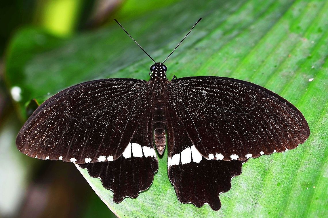Papilio Polytes Javanus - Common Mormon This is an unusual classification for this butterfly in my opinion, classed as a sub-species of polytes which has long tails. Although you can see the presence of very stunted tails, I believe it is closer in appearance to memnon, the great Mormon. However, with the significant form and color differences, I believe it should have had its own species name.<br />
<br />
Location is Bandung, West Java, Indonesia. Alongside a stream and paddy fields.<br />
<figure class="photo"><a href="https://www.jungledragon.com/image/39197/papilio_polytes_javanus_-_common_mormon.html" title="Papilio Polytes Javanus - Common Mormon"><img src="https://s3.amazonaws.com/media.jungledragon.com/images/2784/39197_thumb.jpg?AWSAccessKeyId=05GMT0V3GWVNE7GGM1R2&Expires=1770854410&Signature=pTopyzaBAtCj77EavxfFl%2FItY6I%3D" width="200" height="200" alt="Papilio Polytes Javanus - Common Mormon Location is Bandung, West Java, Indonesia. Alongside a stream and paddy fields.<br />
https://www.jungledragon.com/image/39200/bf_birdwing_6396.html Bandung,Common Mormon,Geotagged,Indonesia,Java,Papilio polytes,Summer,West Java,butterfly,common Mormon,pap,papilio,papilionidae" /></a></figure><br />
<figure class="photo"><a href="https://www.jungledragon.com/image/39198/papilio_polytes_javanus_-_common_mormon.html" title="Papilio Polytes Javanus - Common Mormon"><img src="https://s3.amazonaws.com/media.jungledragon.com/images/2784/39198_thumb.jpg?AWSAccessKeyId=05GMT0V3GWVNE7GGM1R2&Expires=1770854410&Signature=ApWo1Ofi8KznhhLa2hVJ0PakNbk%3D" width="200" height="200" alt="Papilio Polytes Javanus - Common Mormon Location is Bandung, West Java, Indonesia. Alongside a stream and paddy fields.<br />
https://www.jungledragon.com/image/39200/bf_birdwing_6396.html Bandung,Common Mormon,Geotagged,Indonesia,Java,Papilio polytes,Summer,West Java,butterfly,common Mormon,pap,papilio,papilionidae" /></a></figure><br />
<figure class="photo"><a href="https://www.jungledragon.com/image/39199/papilio_polytes_javanus_-_common_mormon.html" title="Papilio Polytes Javanus - Common Mormon"><img src="https://s3.amazonaws.com/media.jungledragon.com/images/2784/39199_thumb.jpg?AWSAccessKeyId=05GMT0V3GWVNE7GGM1R2&Expires=1770854410&Signature=%2Bn4JFkJ4Bp3x5OLMH2fjUu9EyXM%3D" width="200" height="200" alt="Papilio Polytes Javanus - Common Mormon Location is Bandung, West Java, Indonesia. Alongside a stream and paddy fields.<br />
https://www.jungledragon.com/image/39200/bf_birdwing_6396.html Bandung,Common Mormon,Geotagged,Indonesia,Java,Papilio polytes,Summer,West Java,butterfly,common Mormon,pap,papilio,papilionidae" /></a></figure> Bandung,Common Mormon,Geotagged,Indonesia,Java,Papilio polytes,Summer,West Java,butterfly,common Mormon,pap,papilio,papilionidae
