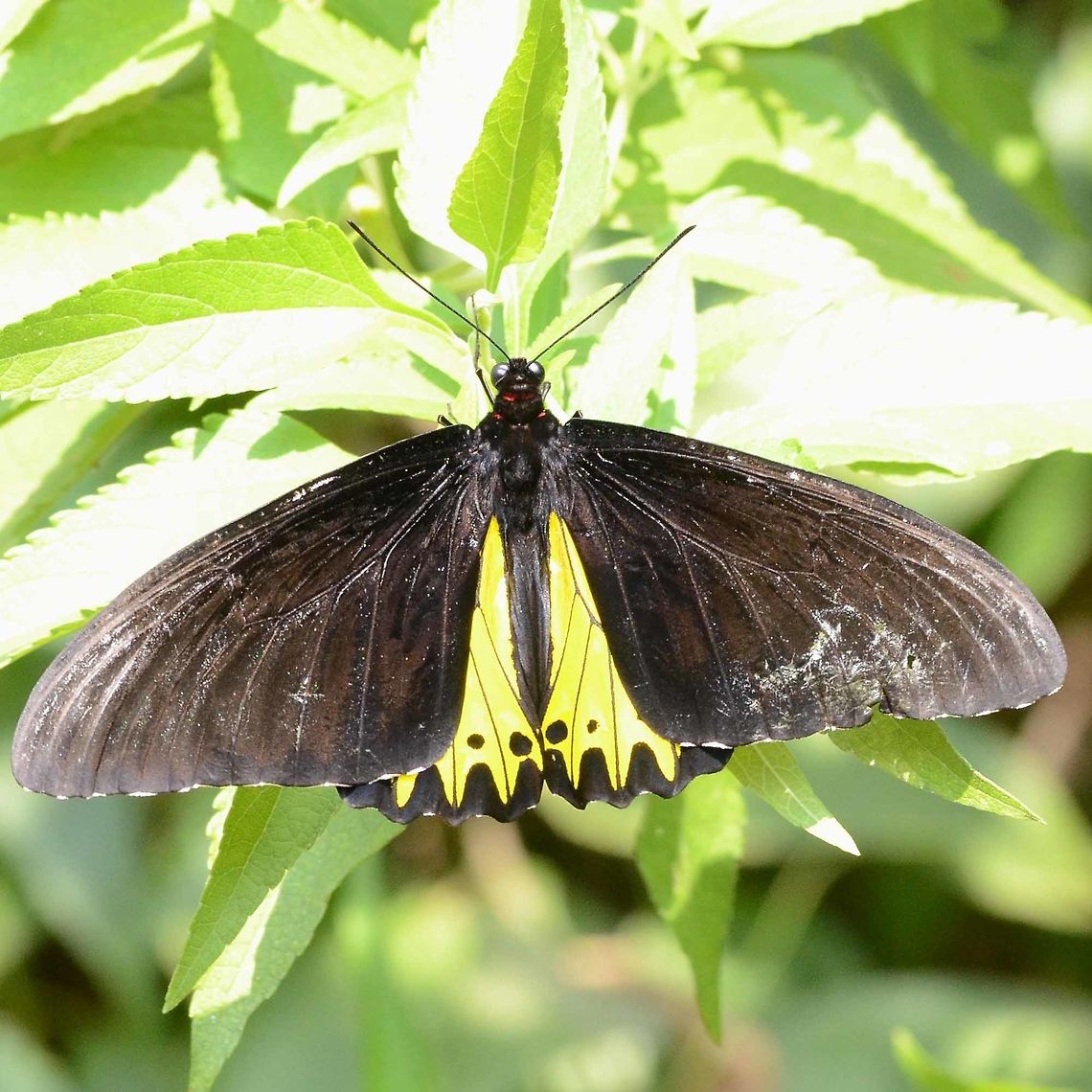 Papilio Troides Helena &ndash; The Common Birdwing Nothing common about this butterfly. This is the only time I have seen this impressive butterfly and managed to snatch a single image before it was lost to me.<br />
<br />
I have read that its range is below 800m but this specimen was photographed at 1000m<br />
<br />
Location is Bandung, West Java, Indonesia. Alongside a stream and paddy fields. Bandung,Common Birdwing,Geotagged,Indonesia,Java,Troides helena,West Java,Winter,butterfly,pap,papilio,triodes