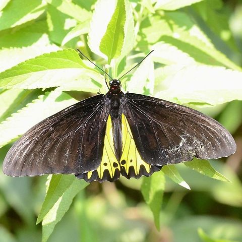 Papilio Troides Helena &ndash; The Common Birdwing Nothing common about this butterfly. This is the only time I have seen this impressive butterfly and managed to snatch a single image before it was lost to me.

I have read that its range is below 800m but this specimen was photographed at 1000m

Location is Bandung, West Java, Indonesia. Alongside a stream and paddy fields. Bandung,Common Birdwing,Geotagged,Indonesia,Java,Troides helena,West Java,Winter,butterfly,pap,papilio,triodes