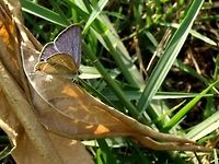 Lampides boeticus - Pea blue Location is Bandung, West Java, Indonesia. Alongside a stream and paddy fields.<br />
https://www.jungledragon.com/image/39351/bf_hairstreak_5054.html Bandung,Geotagged,Indonesia,Java,Lampides boeticus,Peablue or Long-tailed Blue,Spring,West Java,butterfly,hair streak,hairstreak,pea blue