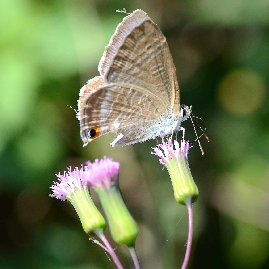 Lampides boeticus - Pea blue Hairstreaks have evolved a very clever defence strategy. The have two hairs at the rear end that imitate antennae, and they can even be moved and waggled. The butterfly also have an ocelli or two which add to the illusion that the meaty end is the rear end.<br />
<br />
This strategy really works well. I have images of three specimens, two of which, the rear end has been bitten off by predators, leaving the butterfly still able to function. All three are shown in this series, see the links below.<br />
<br />
Location is Bandung, West Java, Indonesia. Alongside a stream and paddy fields.<br />
<figure class="photo"><a href="https://www.jungledragon.com/image/39352/lampides_boeticus_-_pea_blue.html" title="Lampides boeticus - Pea blue"><img src="https://s3.amazonaws.com/media.jungledragon.com/images/2784/39352_thumb.JPG?AWSAccessKeyId=05GMT0V3GWVNE7GGM1R2&Expires=1759968010&Signature=%2FbycaayhdD0vTm72AWIzKQBd3gA%3D" width="200" height="200" alt="Lampides boeticus - Pea blue The top view of hairstreaks is notoriously difficult to obtain as they tend to keep their wings tight together, to maximize the effect of the false antennae.<br />
<br />
After collecting all my standard images, I applied the trick of lightly blowing on the back of the butterfly. Occasionally this strategy works, and I get a brief photo opportunity. More often, the butterfly is gone, but I have my shots in the can.<br />
<br />
Location is Bandung, West Java, Indonesia. Alongside a stream and paddy fields.<br />
https://www.jungledragon.com/image/39351/bf_hairstreak_5054.html Bandung,Geotagged,Indonesia,Java,Lampides boeticus,Peablue or Long-tailed Blue,West Java,Winter,butterfly,hair streak,hairstreak,pea blue" /></a></figure><br />
<figure class="photo"><a href="https://www.jungledragon.com/image/39350/lampides_boeticus_-_pea_blue.html" title="Lampides boeticus - Pea blue"><img src="https://s3.amazonaws.com/media.jungledragon.com/images/2784/39350_thumb.jpg?AWSAccessKeyId=05GMT0V3GWVNE7GGM1R2&Expires=1759968010&Signature=o59tZc9kJVPKcqd5Vnf28XaqT9o%3D" width="200" height="150" alt="Lampides boeticus - Pea blue Location is Bandung, West Java, Indonesia. Alongside a stream and paddy fields.<br />
https://www.jungledragon.com/image/39351/bf_hairstreak_5054.html Bandung,Geotagged,Indonesia,Java,Lampides boeticus,Peablue or Long-tailed Blue,Spring,West Java,butterfly,hair streak,hairstreak,pea blue" /></a></figure><br />
<figure class="photo"><a href="https://www.jungledragon.com/image/39353/lampides_boeticus_-_pea_blue.html" title="Lampides boeticus - Pea blue"><img src="https://s3.amazonaws.com/media.jungledragon.com/images/2784/39353_thumb.jpg?AWSAccessKeyId=05GMT0V3GWVNE7GGM1R2&Expires=1759968010&Signature=sp7LvMqD7%2BJS4YCvh4rseWU0N5w%3D" width="200" height="200" alt="Lampides boeticus - Pea blue Location is Bandung, West Java, Indonesia. Alongside a stream and paddy fields.<br />
https://www.jungledragon.com/image/39351/bf_hairstreak_5054.html<br />
 Bandung,Geotagged,Indonesia,Java,Lampides boeticus,Peablue or Long-tailed Blue,Summer,West Java,butterfly,hair streak,hairstreak,pea blue" /></a></figure> Bandung,Geotagged,Indonesia,Java,Lampides boeticus,Peablue or Long-tailed Blue,West Java,Winter,butterfly,hair streak,hairstreak,pea blue