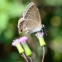 Lampides boeticus - Pea blue Hairstreaks have evolved a very clever defence strategy. The have two hairs at the rear end that imitate antennae, and they can even be moved and waggled. The butterfly also have an ocelli or two which add to the illusion that the meaty end is the rear end.<br />
<br />
This strategy really works well. I have images of three specimens, two of which, the rear end has been bitten off by predators, leaving the butterfly still able to function. All three are shown in this series, see the links below.<br />
<br />
Location is Bandung, West Java, Indonesia. Alongside a stream and paddy fields.<br />
https://www.jungledragon.com/image/39352/bf_hairstreak_5058.html<br />
https://www.jungledragon.com/image/39350/09_bf_522.html<br />
https://www.jungledragon.com/image/39353/bf_hairstreak_8664.html Bandung,Geotagged,Indonesia,Java,Lampides boeticus,Peablue or Long-tailed Blue,West Java,Winter,butterfly,hair streak,hairstreak,pea blue