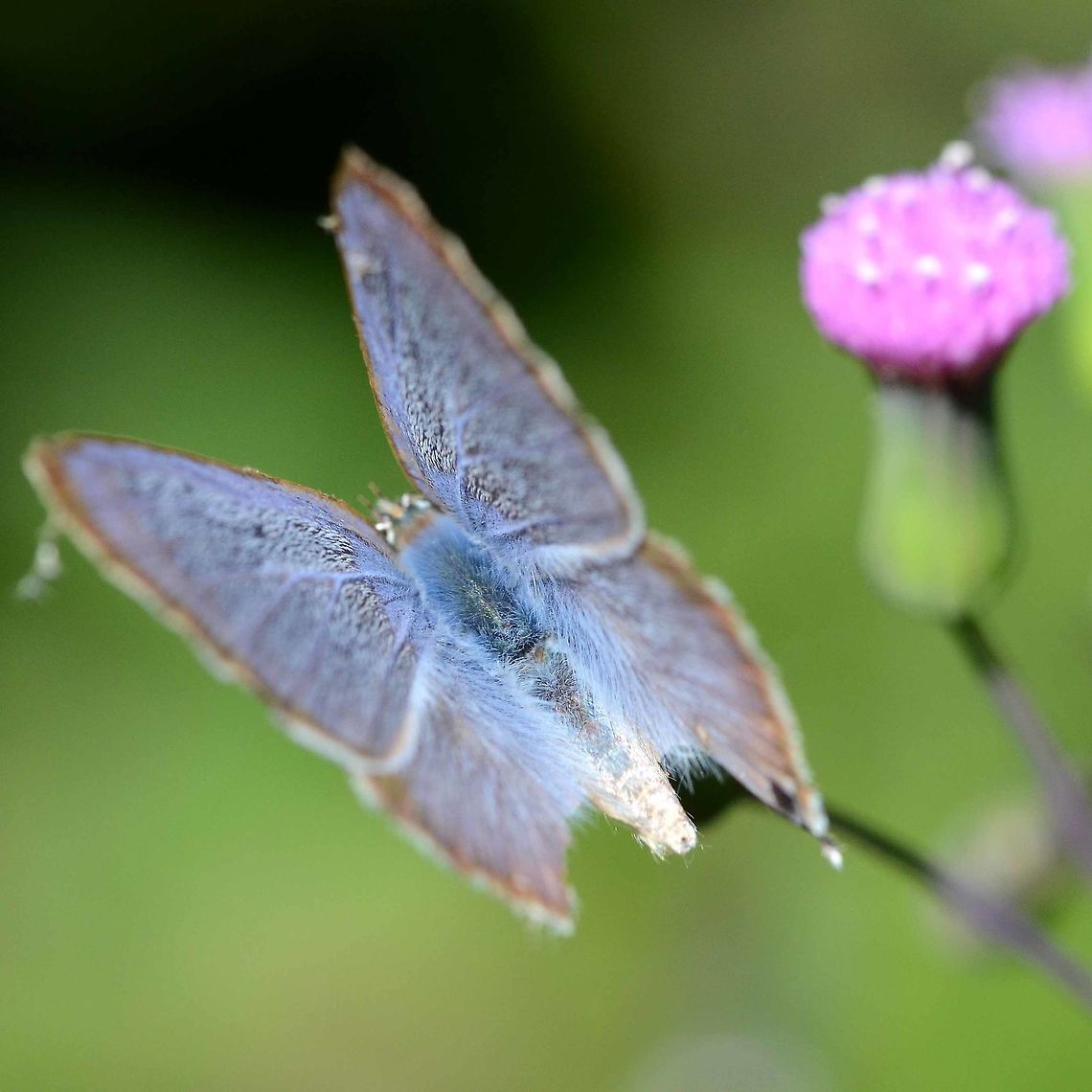 Lampides boeticus - Pea blue The top view of hairstreaks is notoriously difficult to obtain as they tend to keep their wings tight together, to maximize the effect of the false antennae.<br />
<br />
After collecting all my standard images, I applied the trick of lightly blowing on the back of the butterfly. Occasionally this strategy works, and I get a brief photo opportunity. More often, the butterfly is gone, but I have my shots in the can.<br />
<br />
Location is Bandung, West Java, Indonesia. Alongside a stream and paddy fields.<br />
<figure class="photo"><a href="https://www.jungledragon.com/image/39351/lampides_boeticus_-_pea_blue.html" title="Lampides boeticus - Pea blue"><img src="https://s3.amazonaws.com/media.jungledragon.com/images/2784/39351_thumb.JPG?AWSAccessKeyId=05GMT0V3GWVNE7GGM1R2&Expires=1769040010&Signature=%2F%2FeW0RdsK0MouT0eDh2RrnExEhc%3D" width="200" height="200" alt="Lampides boeticus - Pea blue Hairstreaks have evolved a very clever defence strategy. The have two hairs at the rear end that imitate antennae, and they can even be moved and waggled. The butterfly also have an ocelli or two which add to the illusion that the meaty end is the rear end.<br />
<br />
This strategy really works well. I have images of three specimens, two of which, the rear end has been bitten off by predators, leaving the butterfly still able to function. All three are shown in this series, see the links below.<br />
<br />
Location is Bandung, West Java, Indonesia. Alongside a stream and paddy fields.<br />
https://www.jungledragon.com/image/39352/bf_hairstreak_5058.html<br />
https://www.jungledragon.com/image/39350/09_bf_522.html<br />
https://www.jungledragon.com/image/39353/bf_hairstreak_8664.html Bandung,Geotagged,Indonesia,Java,Lampides boeticus,Peablue or Long-tailed Blue,West Java,Winter,butterfly,hair streak,hairstreak,pea blue" /></a></figure> Bandung,Geotagged,Indonesia,Java,Lampides boeticus,Peablue or Long-tailed Blue,West Java,Winter,butterfly,hair streak,hairstreak,pea blue