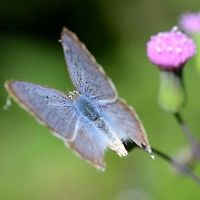 Lampides boeticus - Pea blue The top view of hairstreaks is notoriously difficult to obtain as they tend to keep their wings tight together, to maximize the effect of the false antennae.<br />
<br />
After collecting all my standard images, I applied the trick of lightly blowing on the back of the butterfly. Occasionally this strategy works, and I get a brief photo opportunity. More often, the butterfly is gone, but I have my shots in the can.<br />
<br />
Location is Bandung, West Java, Indonesia. Alongside a stream and paddy fields.<br />
https://www.jungledragon.com/image/39351/bf_hairstreak_5054.html Bandung,Geotagged,Indonesia,Java,Lampides boeticus,Peablue or Long-tailed Blue,West Java,Winter,butterfly,hair streak,hairstreak,pea blue