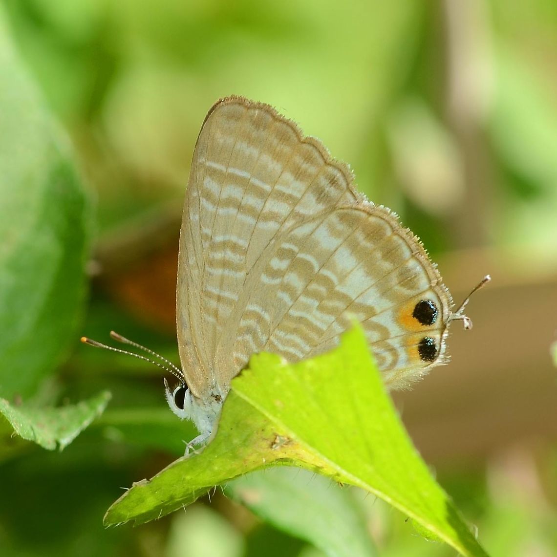 Lampides boeticus - Pea blue Location is Bandung, West Java, Indonesia. Alongside a stream and paddy fields.<br />
<figure class="photo"><a href="https://www.jungledragon.com/image/39351/lampides_boeticus_-_pea_blue.html" title="Lampides boeticus - Pea blue"><img src="https://s3.amazonaws.com/media.jungledragon.com/images/2784/39351_thumb.JPG?AWSAccessKeyId=05GMT0V3GWVNE7GGM1R2&Expires=1759968010&Signature=%2BWkD6%2BbLC8QYa68WbN7KEWK7Mjs%3D" width="200" height="200" alt="Lampides boeticus - Pea blue Hairstreaks have evolved a very clever defence strategy. The have two hairs at the rear end that imitate antennae, and they can even be moved and waggled. The butterfly also have an ocelli or two which add to the illusion that the meaty end is the rear end.<br />
<br />
This strategy really works well. I have images of three specimens, two of which, the rear end has been bitten off by predators, leaving the butterfly still able to function. All three are shown in this series, see the links below.<br />
<br />
Location is Bandung, West Java, Indonesia. Alongside a stream and paddy fields.<br />
https://www.jungledragon.com/image/39352/bf_hairstreak_5058.html<br />
https://www.jungledragon.com/image/39350/09_bf_522.html<br />
https://www.jungledragon.com/image/39353/bf_hairstreak_8664.html Bandung,Geotagged,Indonesia,Java,Lampides boeticus,Peablue or Long-tailed Blue,West Java,Winter,butterfly,hair streak,hairstreak,pea blue" /></a></figure><br />
 Bandung,Geotagged,Indonesia,Java,Lampides boeticus,Peablue or Long-tailed Blue,Summer,West Java,butterfly,hair streak,hairstreak,pea blue