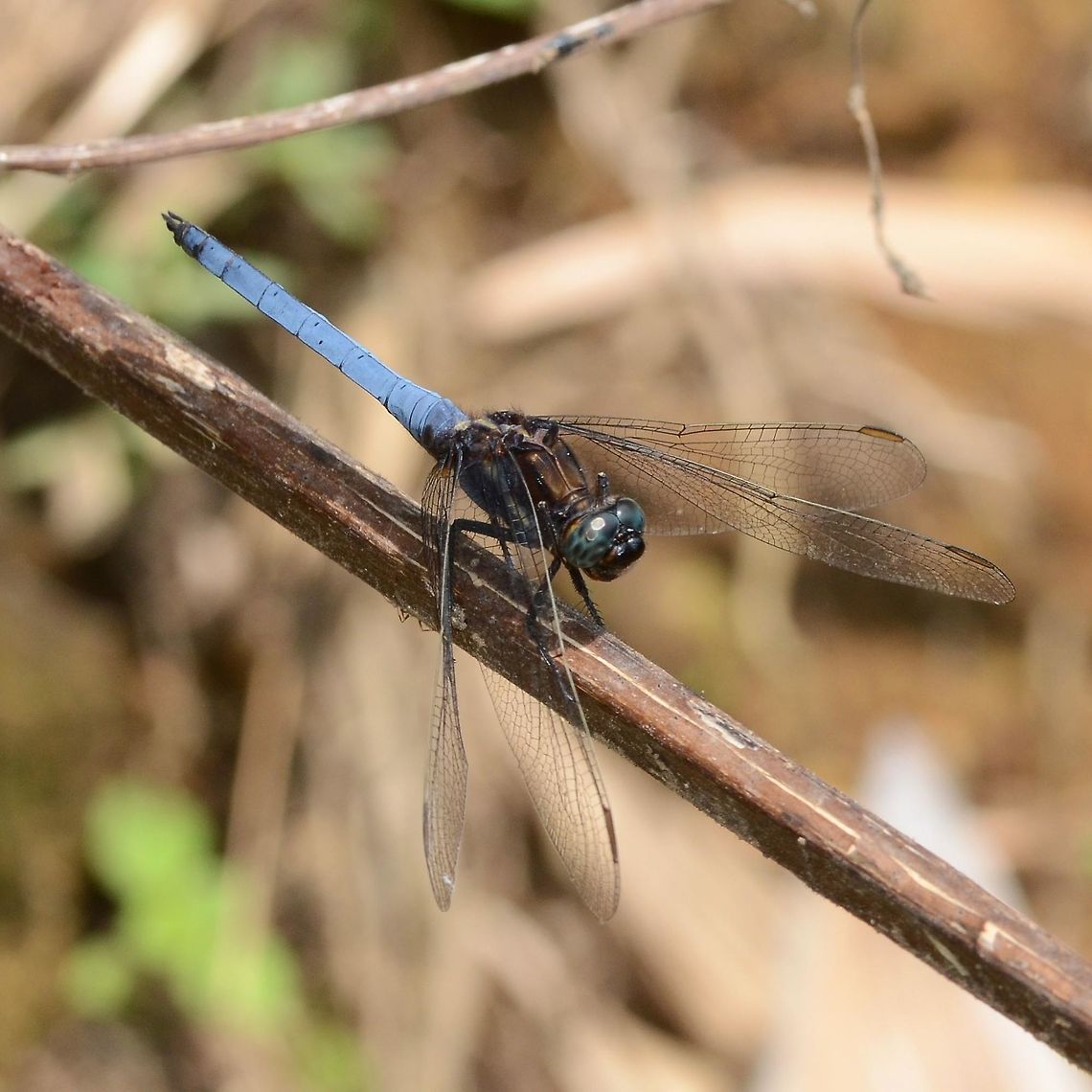 Orthetrum glaucum Location is Bandung, West Java, Indonesia. Alongside a stream and paddy fields.<br />
<figure class="photo"><a href="https://www.jungledragon.com/image/39405/orthetrum_glaucum.html" title="Orthetrum glaucum"><img src="https://s3.amazonaws.com/media.jungledragon.com/images/2784/39405_thumb.JPG?AWSAccessKeyId=05GMT0V3GWVNE7GGM1R2&Expires=1769040010&Signature=3vrRMDIEpGrhB3DfwX16WSatcsw%3D" width="200" height="200" alt="Orthetrum glaucum An interesting dragon that I don&rsquo;t see very often. It appears to have a coating of blue pruinosum, that I have seen on some species of damsel fly.<br />
<br />
Location is Bandung, West Java, Indonesia. Alongside a stream and paddy fields.<br />
https://www.jungledragon.com/image/39404/dragon_blue_7571.html<br />
https://www.jungledragon.com/image/39406/dragon_blue_8320.html Bandung,Geotagged,Indonesia,Java,Orthetrum glaucum,West Java,Winter,dragon,dragonfly,pruinosum" /></a></figure> Bandung,Geotagged,Indonesia,Java,Orthetrum glaucum,Summer,West Java,dragon,dragonfly,pruinosum