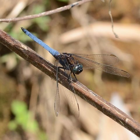 Orthetrum glaucum Location is Bandung, West Java, Indonesia. Alongside a stream and paddy fields.
https://www.jungledragon.com/image/39405/dragon_blue_1680.html Bandung,Geotagged,Indonesia,Java,Orthetrum glaucum,Summer,West Java,dragon,dragonfly,pruinosum